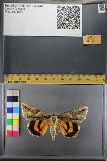 Media type: image;   Entomology 747338